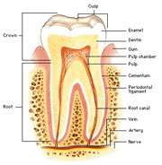 Root Canal